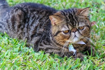 Tabby Cat