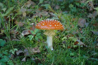 toadstool in the forest