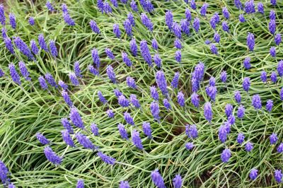 Grape hyacinth