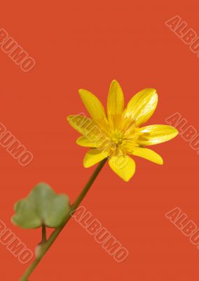 Celandine