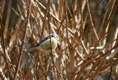 Great tit