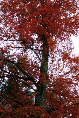Red color tree