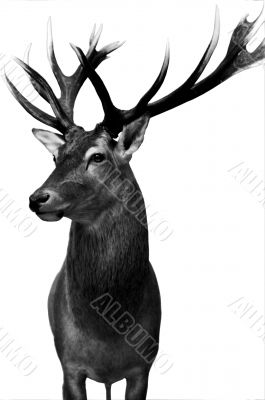 Deer isolated
