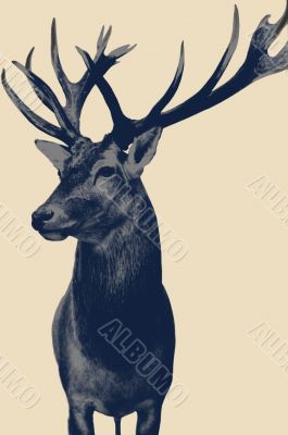 Deer isolated