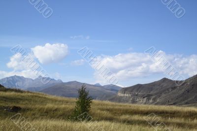 Lonely little tree on a background mountains