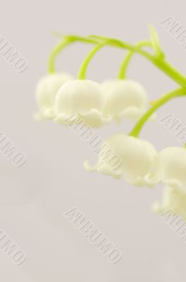 Close up of Lily of the valley 