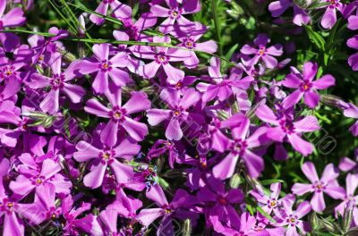 Clove pink flowers on grass background 
