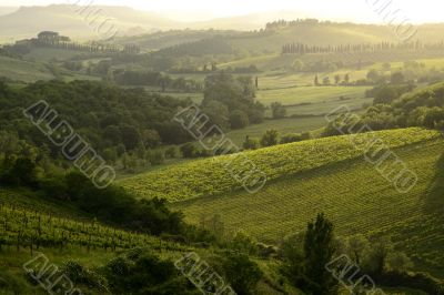 Chianti vineyard