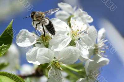 . Bee gathers honey on the white flowers of cherry