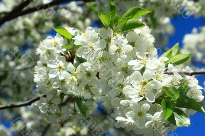 A branch of the cherry blossom with white flowers