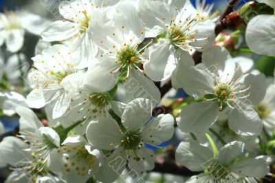 White flowers of cherry, photographed closeup 