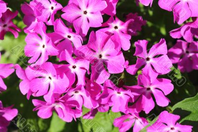 Bright pink flowers of a primrose 