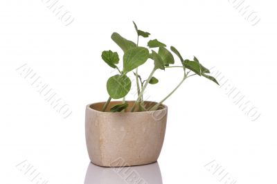 Pumpkin sprouts in a pot