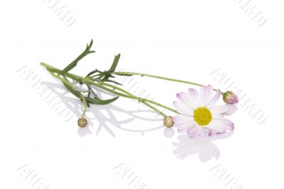 Daisy flower