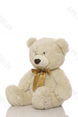 White teddy bear