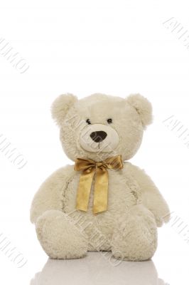White teddy bear