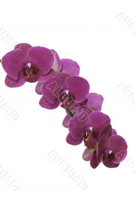 Pink orchid