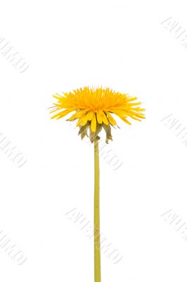 Yellow dandelion flower
