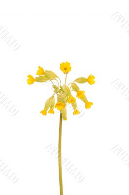 Yellow primrose flower