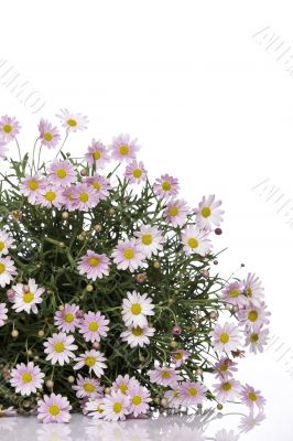 Daisy flower bouquet