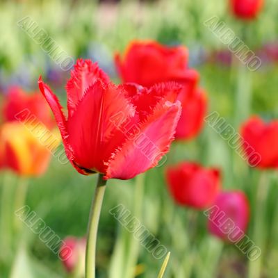  Red Tulips