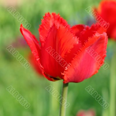  Red Tulips