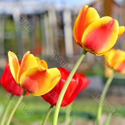  Red Tulips