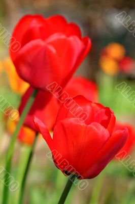  Red Tulips