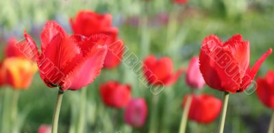  Red Tulips