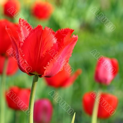  Red Tulips