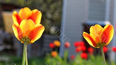  Red Tulips