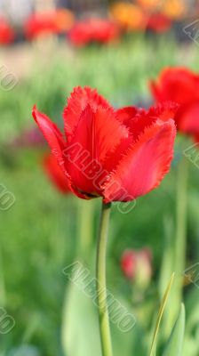  Red Tulips