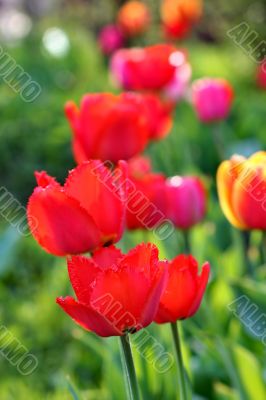  Red Tulips