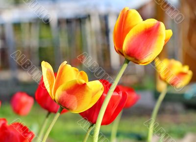  Red Tulips