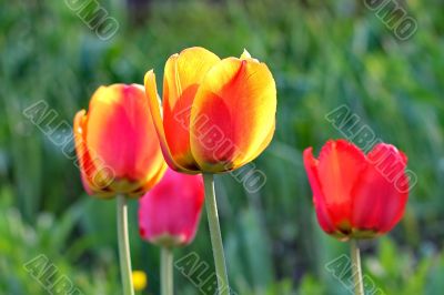  Red Tulips