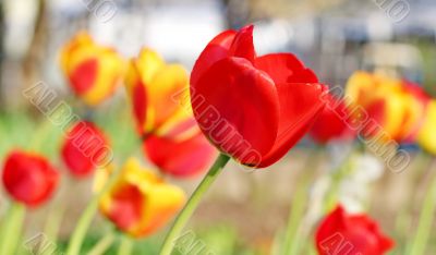  Red Tulips