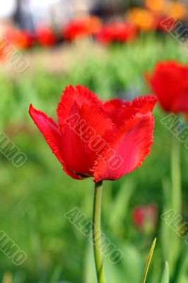  Red Tulips