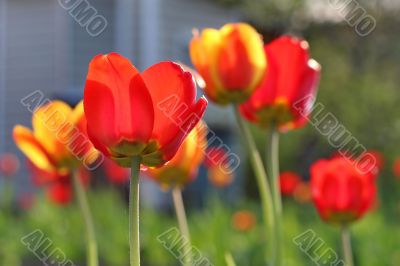  Red Tulips