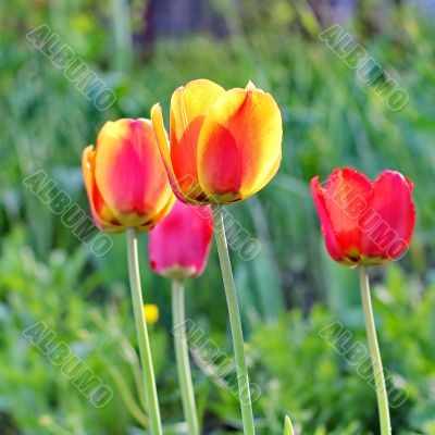  Red Tulips