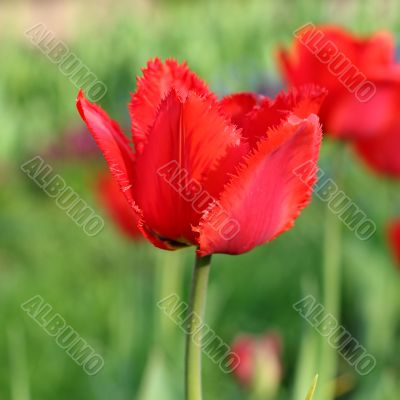  Red Tulips