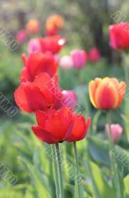  Red Tulips