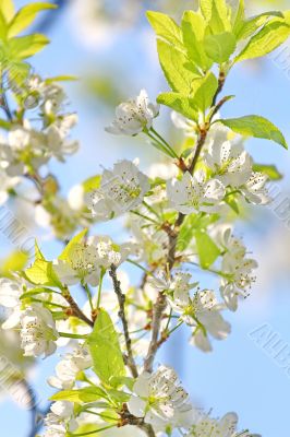  Spring tree