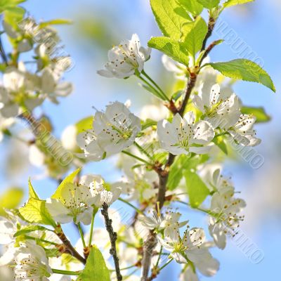  Spring tree