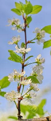  Spring tree