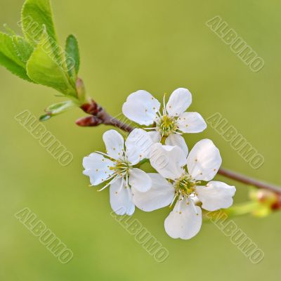  Spring tree