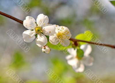  Spring tree