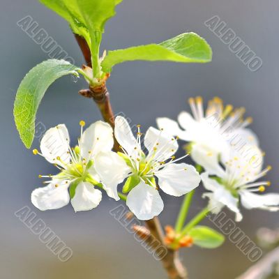  Spring tree