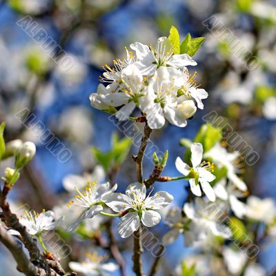  Spring tree