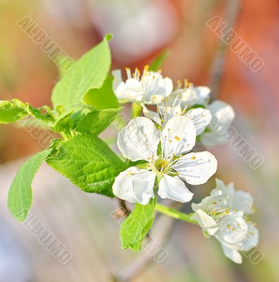  Spring tree