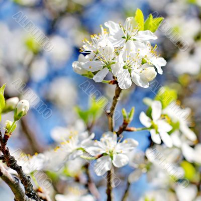  Spring tree